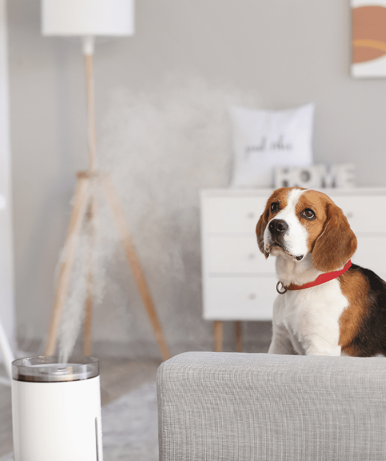 dog safe lemon essential oil diffuser